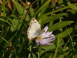 Sivun Heliopetes ericetorum Boisduval 1852 kuva