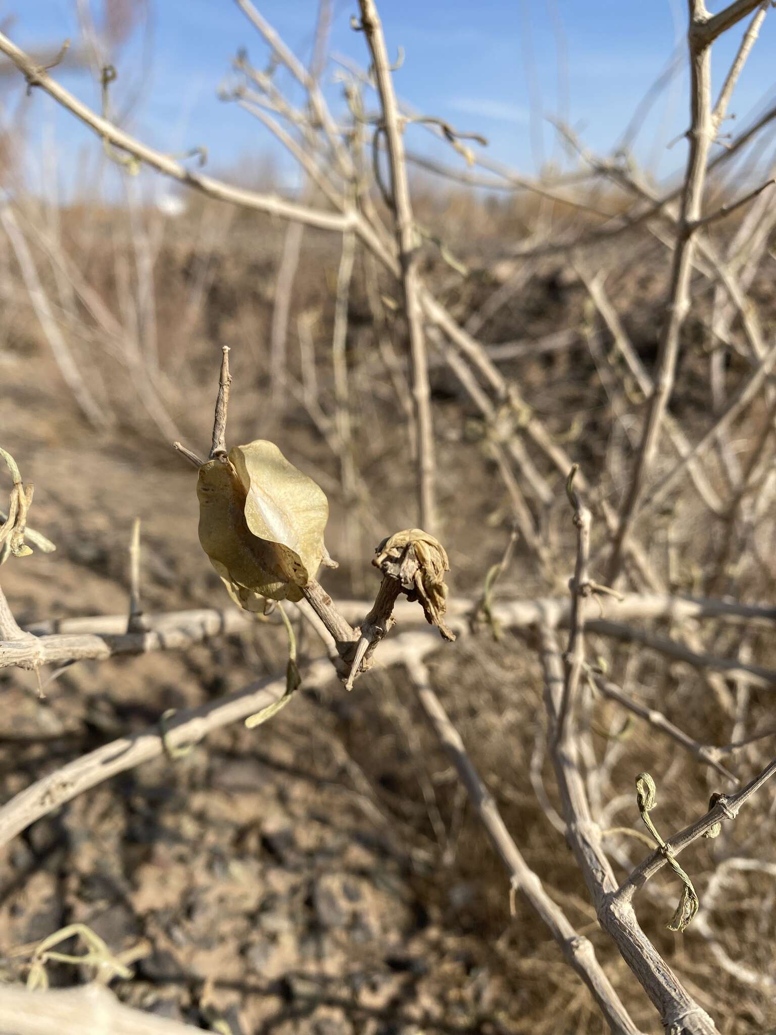 Image of Zygophyllum xanthoxylum (Bunge) Engl.