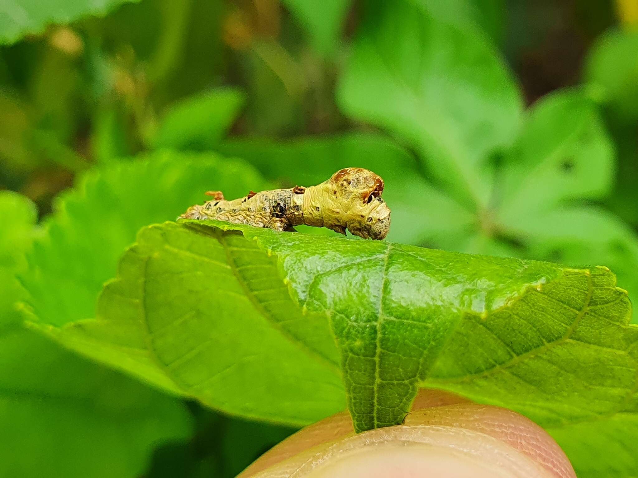 Image de Bombyx mandarina formosana (Matsumura 1927)