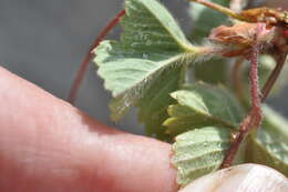 Sivun Fragaria cascadensis K. E. Hummer kuva