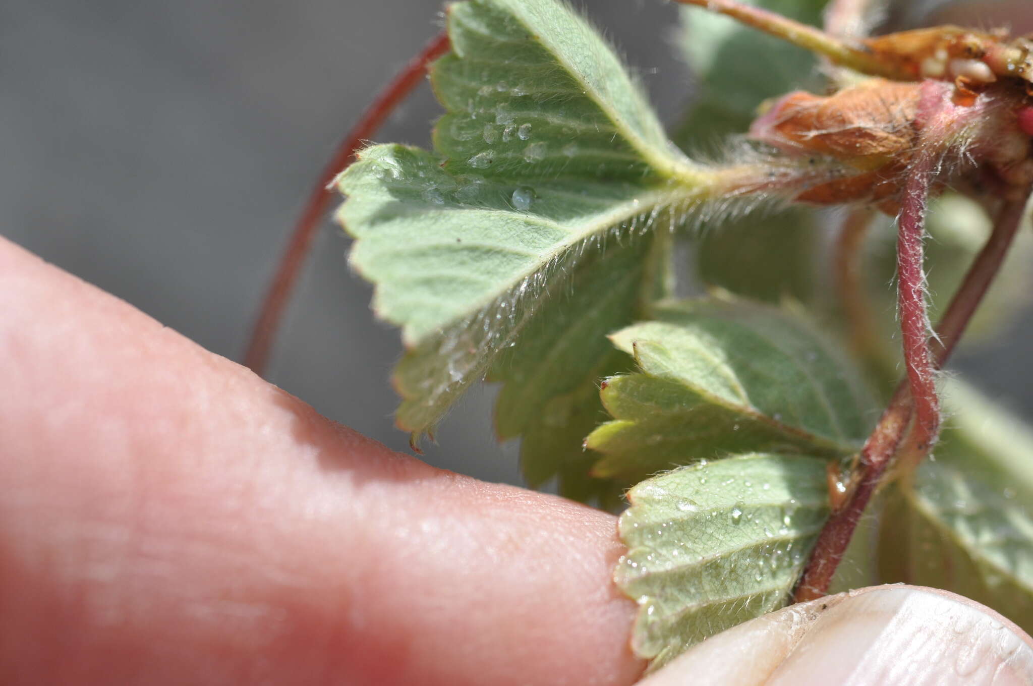 Слика од Fragaria cascadensis K. E. Hummer