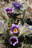 Image of Pulsatilla bungeana C. A. Mey. ex Ledeb.