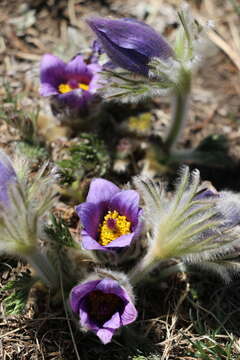 Image of Pulsatilla bungeana C. A. Mey. ex Ledeb.