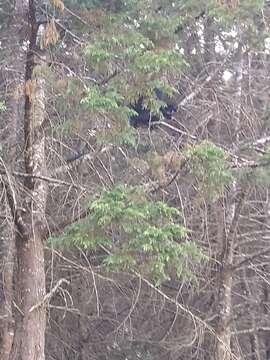 Image of Black Leaf Monkey