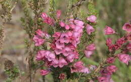 Слика од Erica elimensis L. Bolus