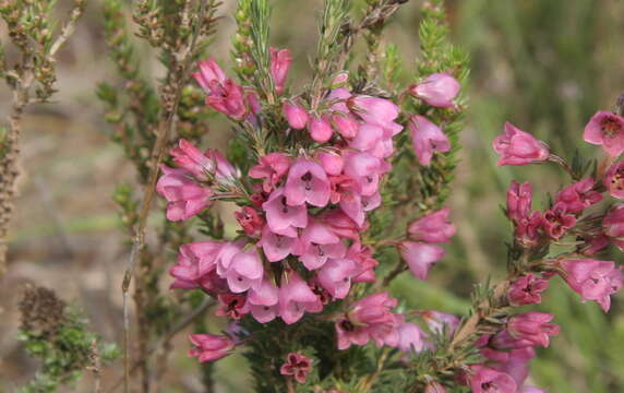 Image of Erica elimensis L. Bolus