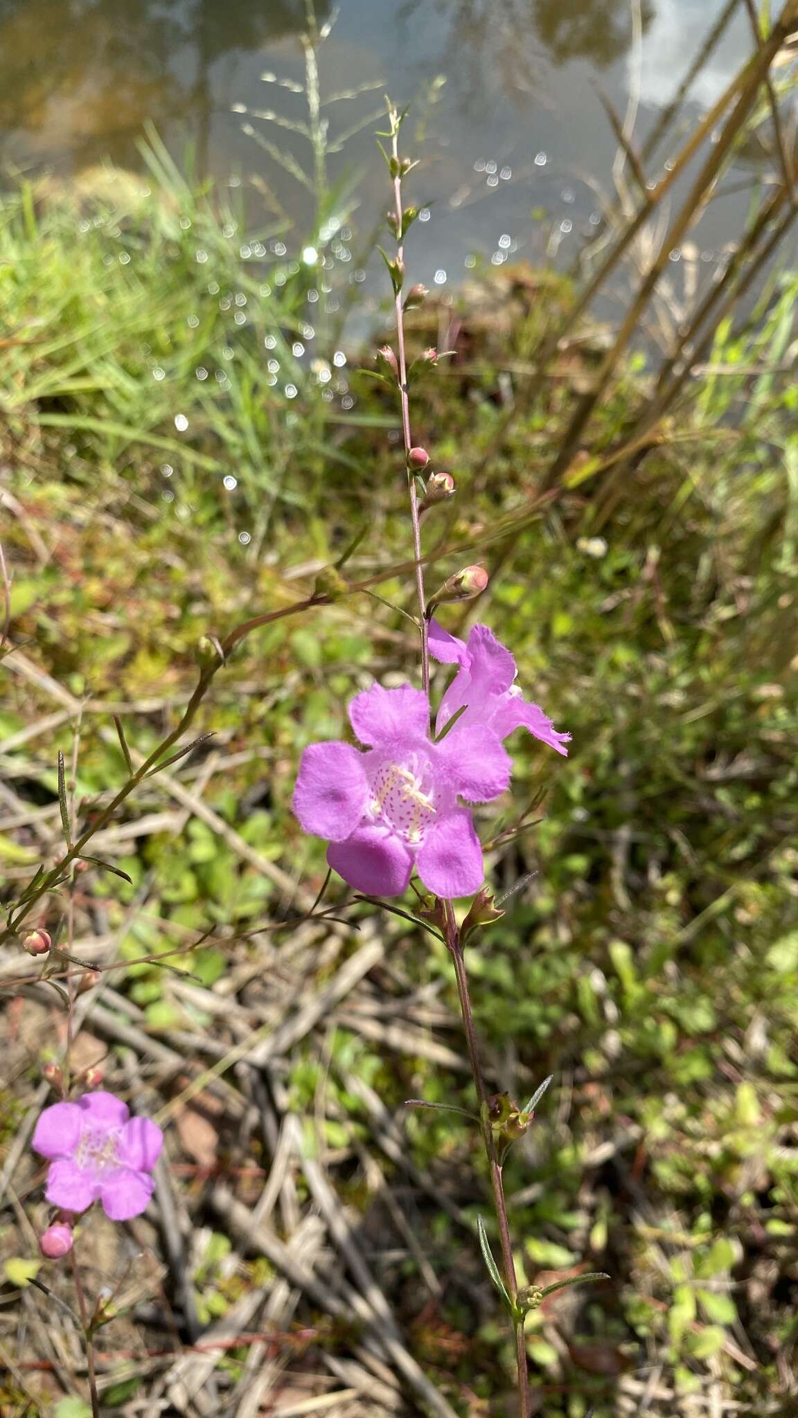 Image of coastal plain false foxglove