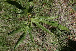 Image of Jatropha zeyheri Sond.