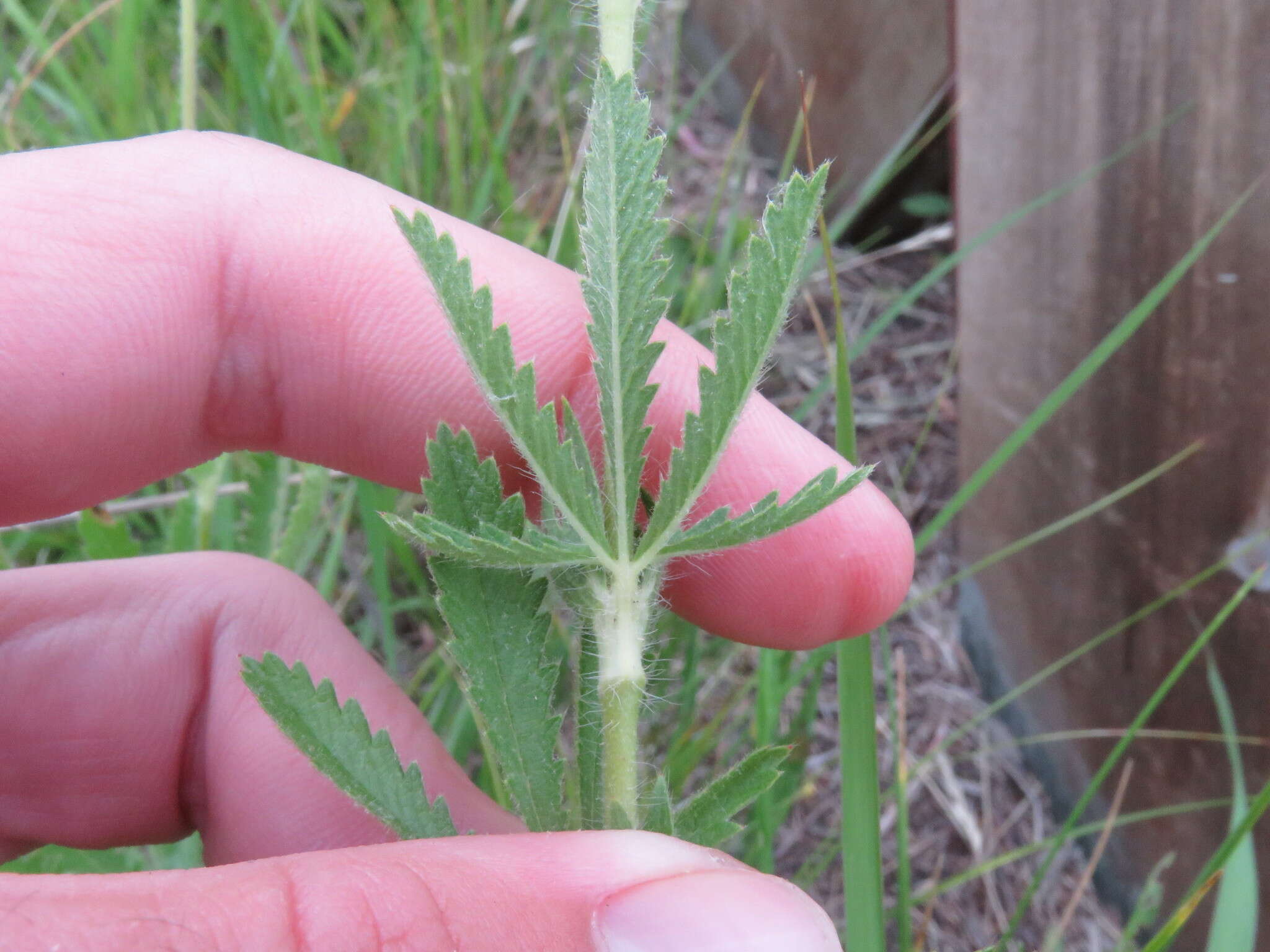 Image of sulphur cinquefoil