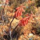 Image of Gonialoe variegata (L.) Boatwr. & J. C. Manning