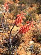 Sivun Gonialoe variegata (L.) Boatwr. & J. C. Manning kuva