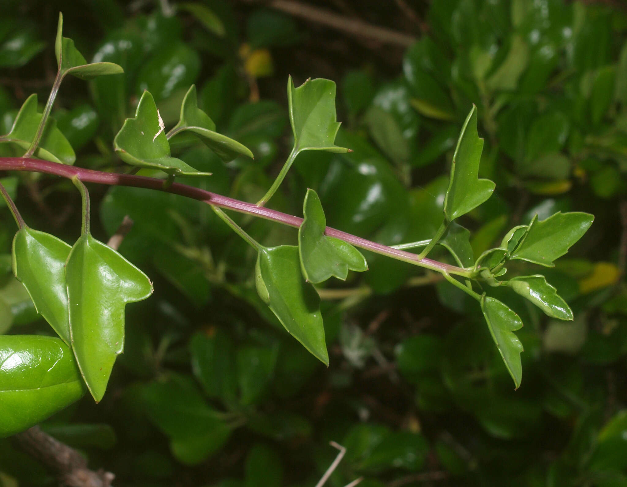 Plancia ëd Senecio angulatus L. fil.