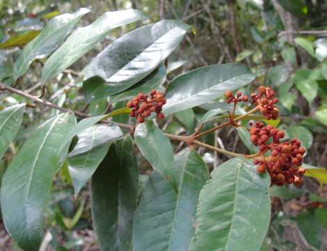 Image of Vismia guianensis (Aubl.) DC.