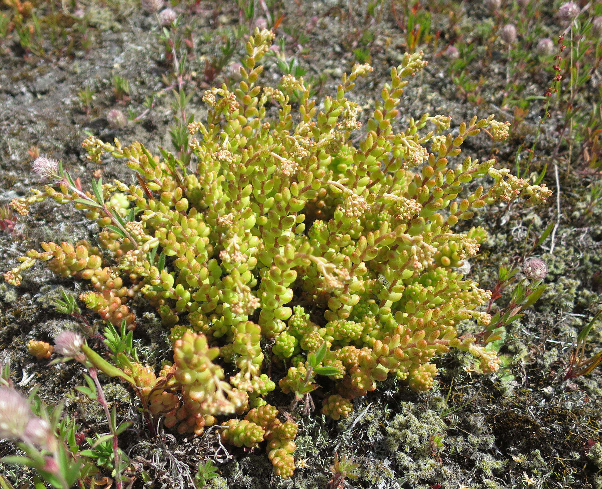 Image of White Stonecrop