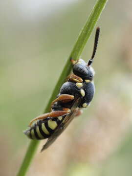 Image de Nomada flavopicta (Kirby 1802)