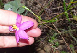 Image of Chironia tetragona L. fil.