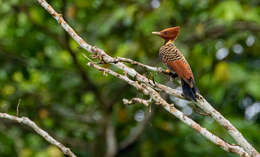 Image of Rufous-headed Woodpecker