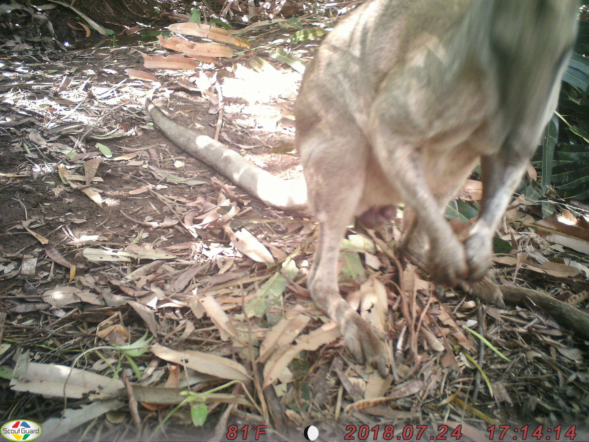 Image of Agile Wallaby