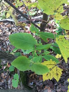 Image of Lonicera dioica var. dioica