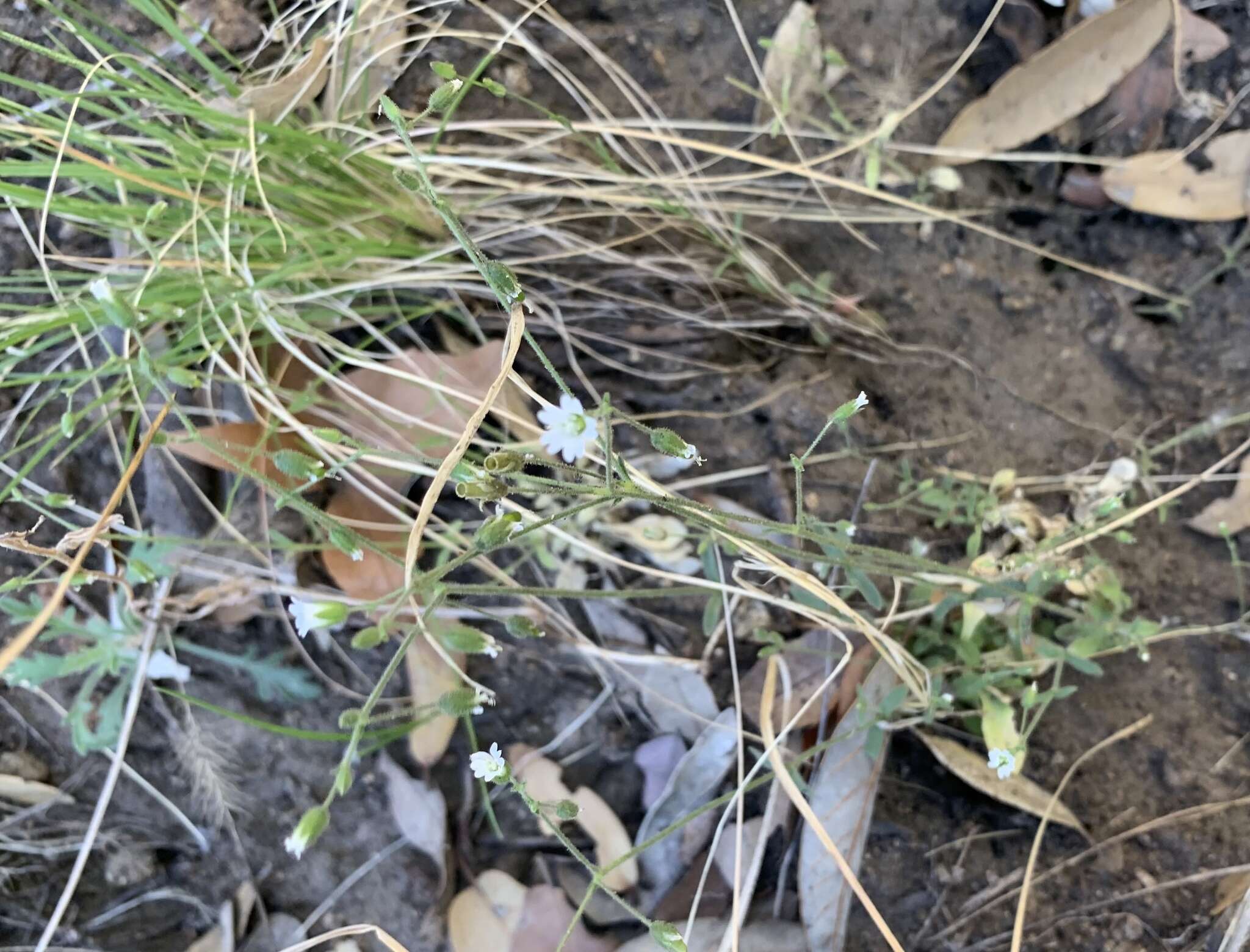 Image of Texas chickweed