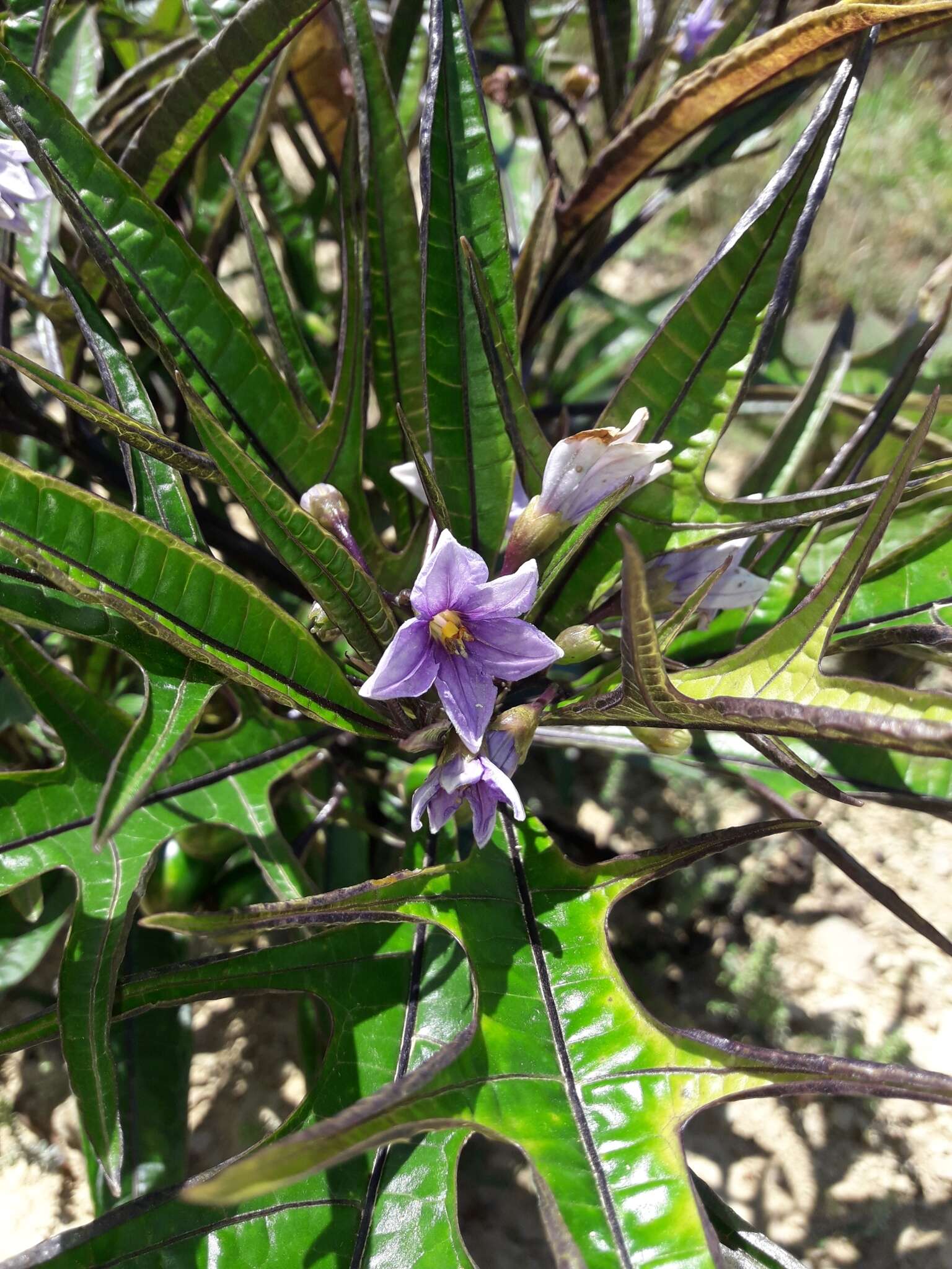 Image of Kangaroo Apple