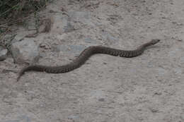 Image of Armenian Viper