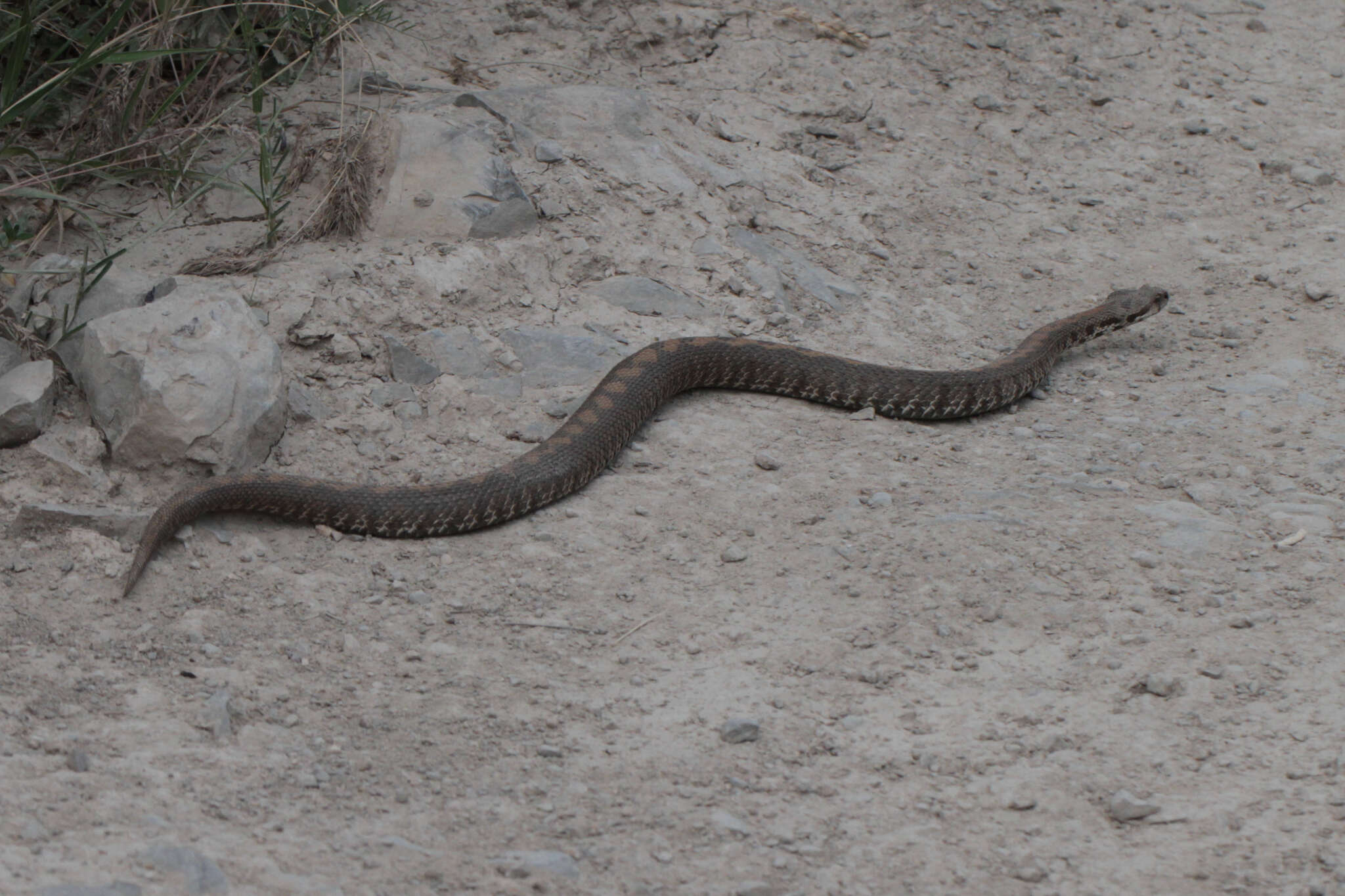 Image of Armenian Viper