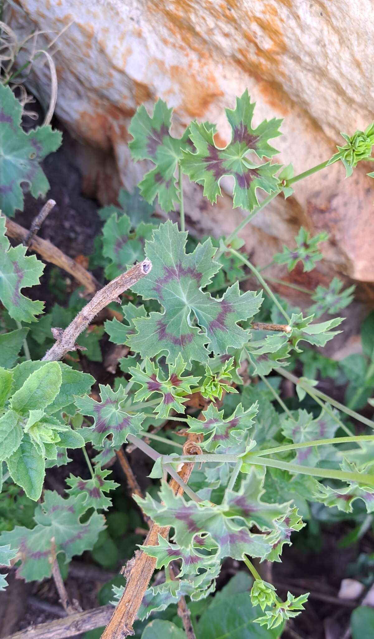 Image of Pelargonium grandiflorum (Andr.) Willd.