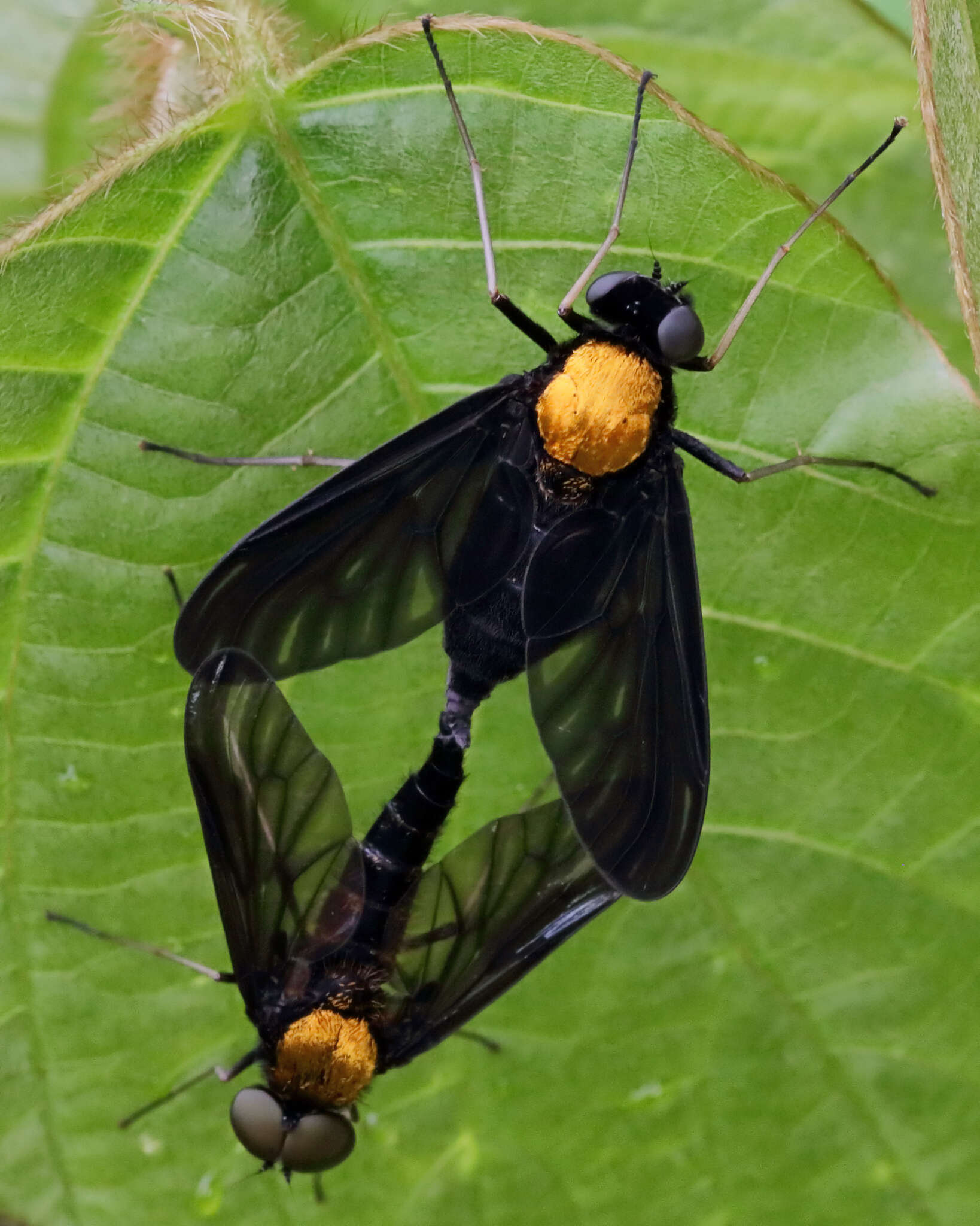 Image of Chrysopilus davisi Johnson 1912