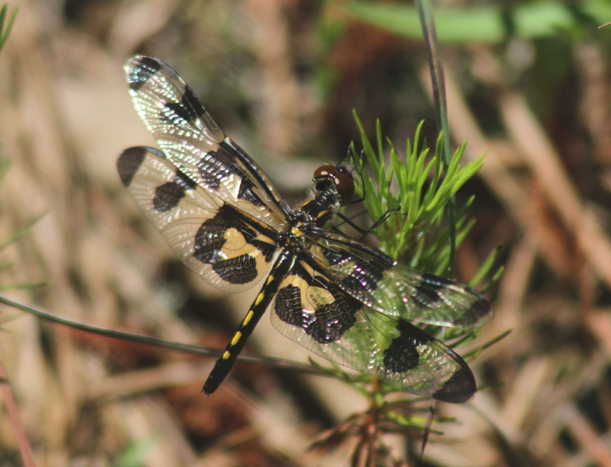 Imagem de Celithemis fasciata Kirby 1889