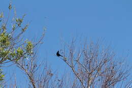 Image of Phainopepla Baird & SF 1858