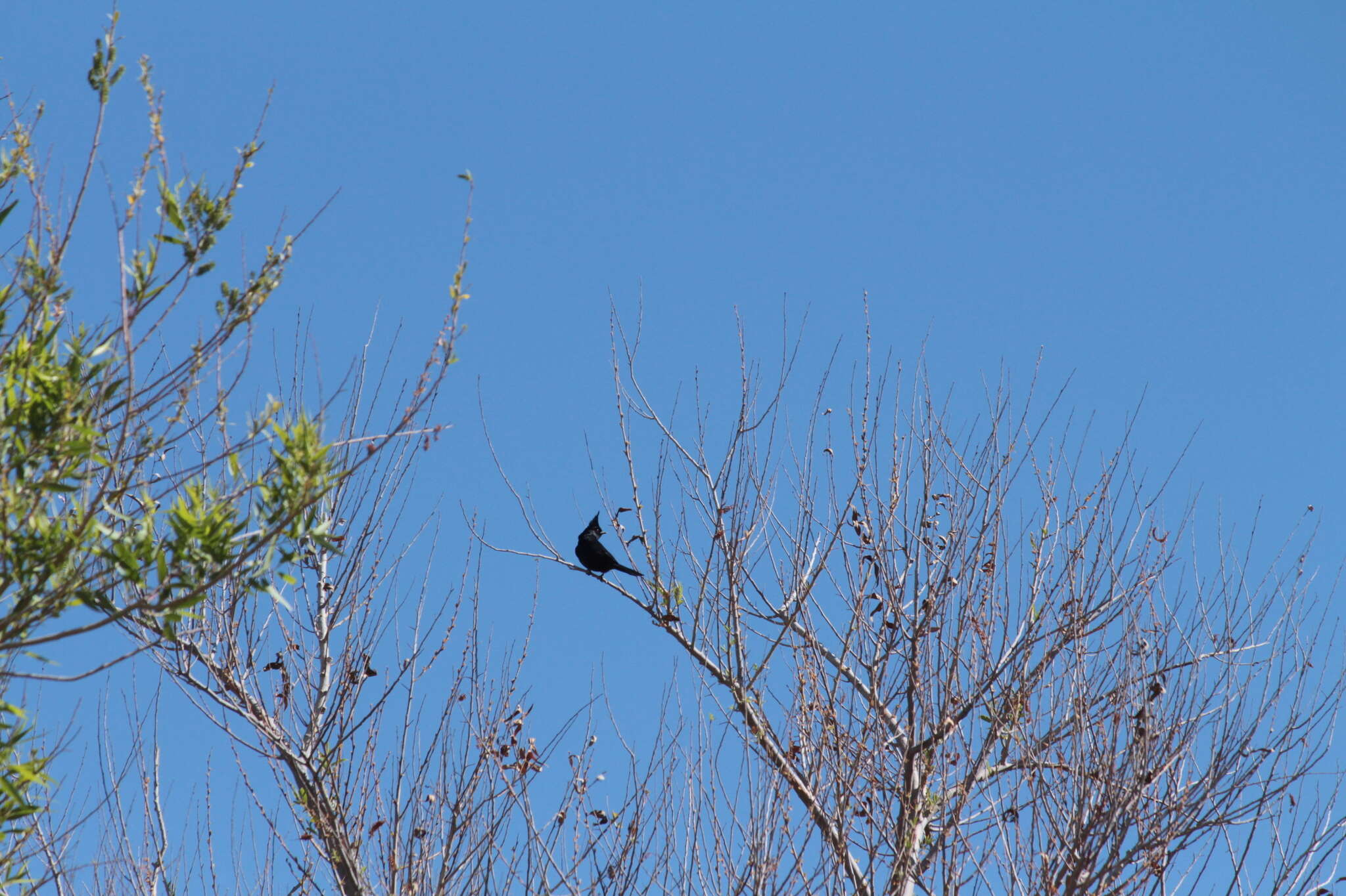 Phainopepla Baird & SF 1858的圖片