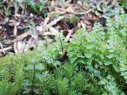 Plancia ëd Hymenophyllum tunbrigense (L.) Sm.