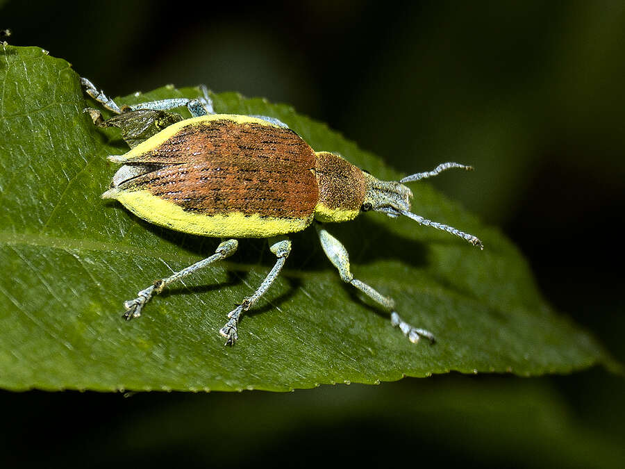 Image of Chlorophanus flavescens (Fabricius 1787)