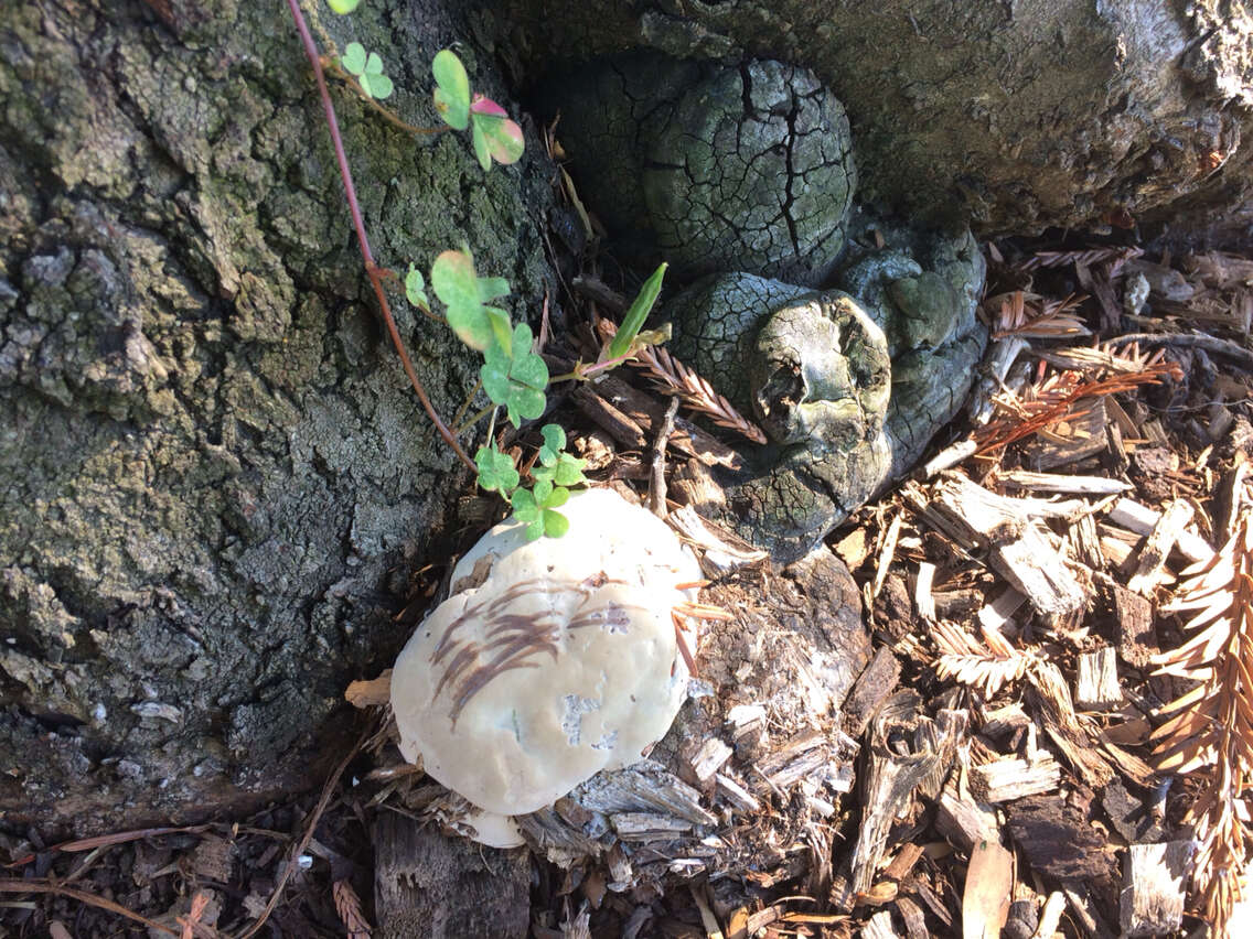 Image of Ganoderma brownii (Murrill) Gilb. 1962