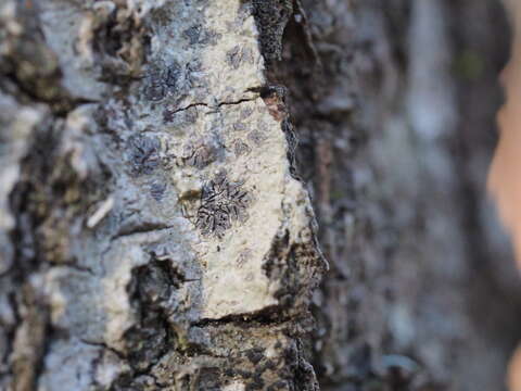 Image of Phaeographis brasiliensis (A. Massal.) Kalb & Matthes-Leicht