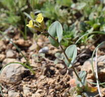 Image of Conringia clavata Boiss.