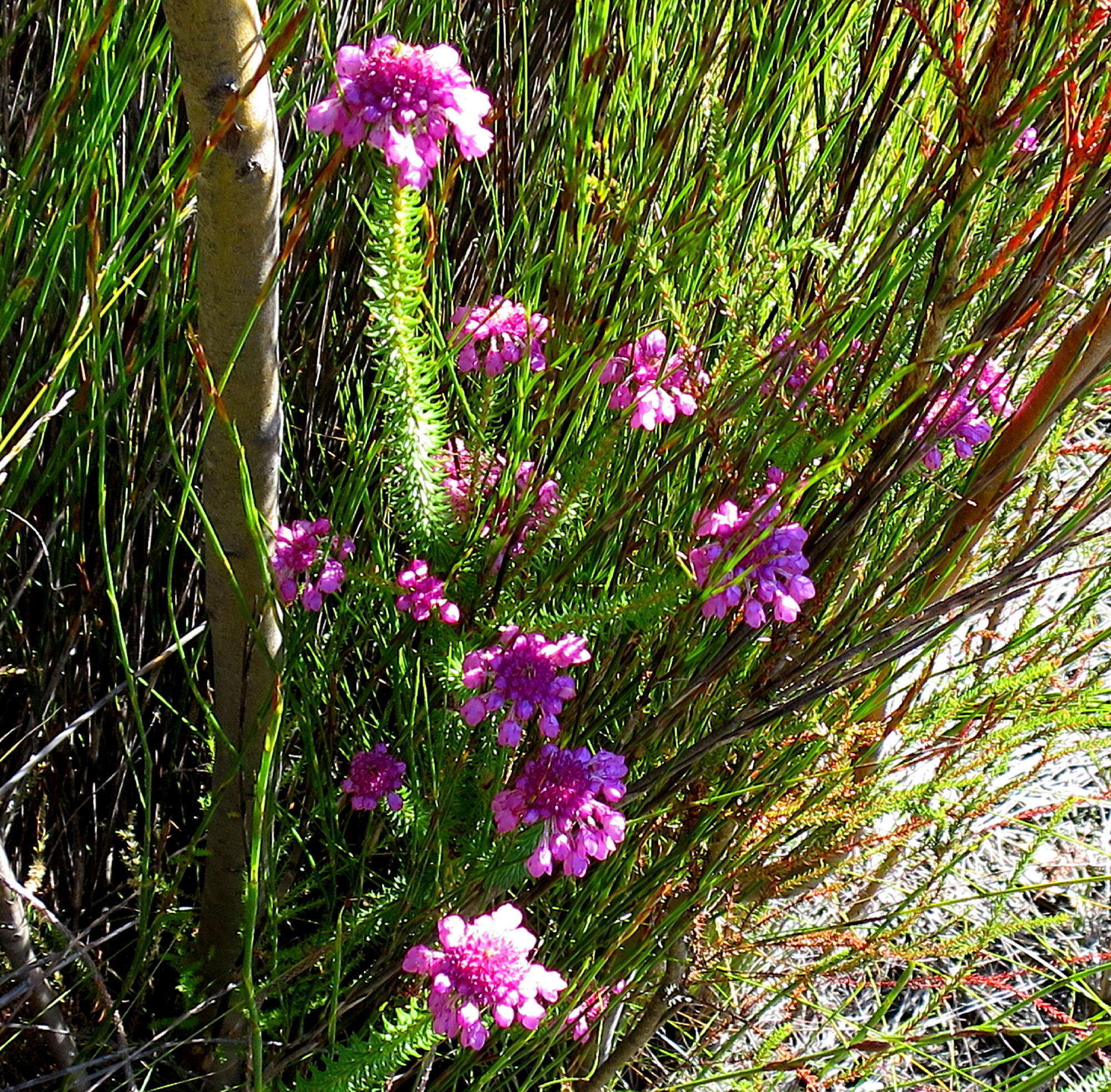 Image of Erica cubica var. cubica