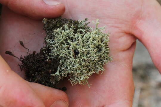 Image of Thorn cladonia