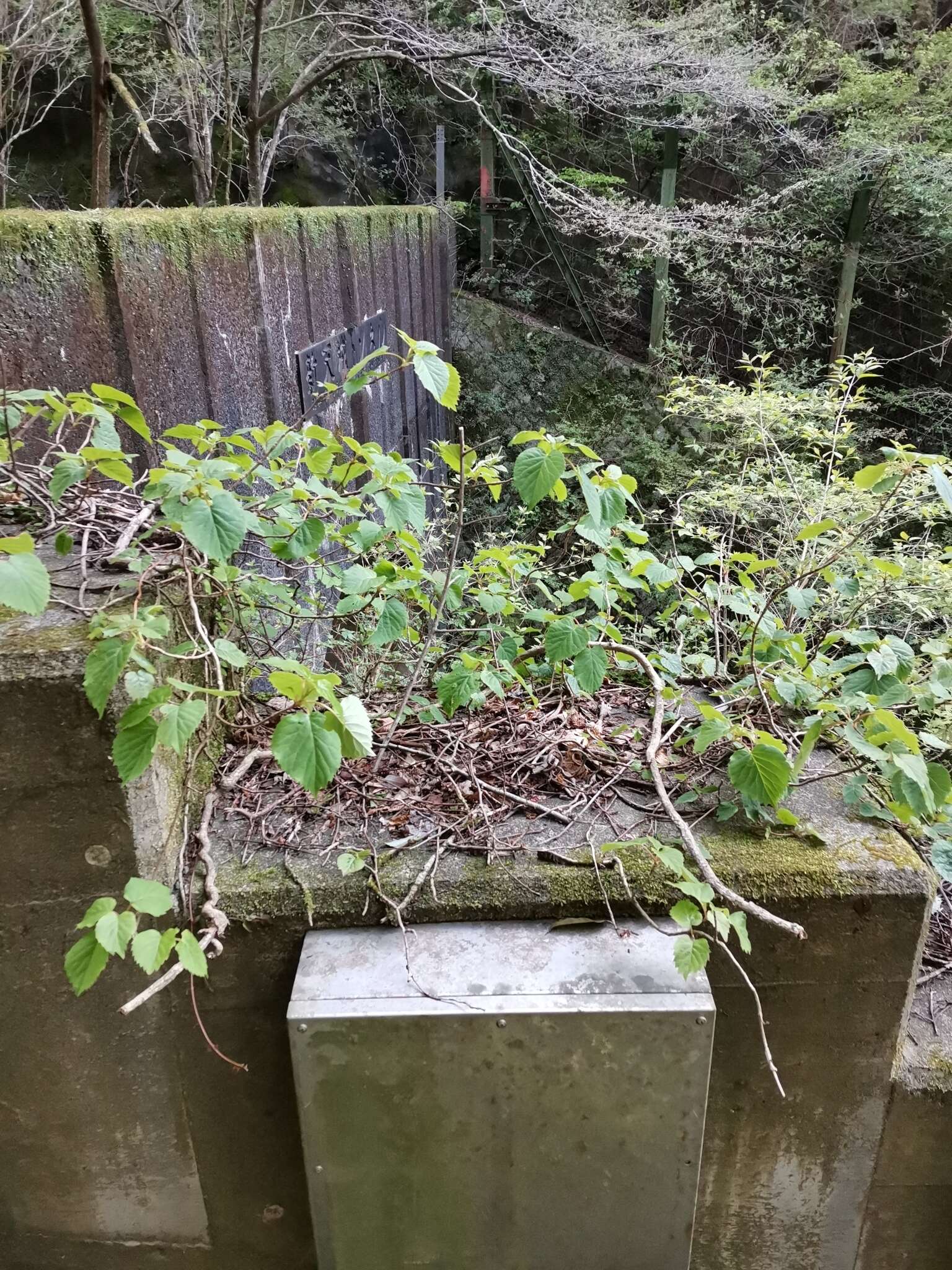 Image of Climbing hydrangea vine