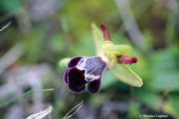 Image of Ophrys omegaifera var. basilissa (C. Alibertis, A. Alibertis & H. R. Reinhard) Faurh.