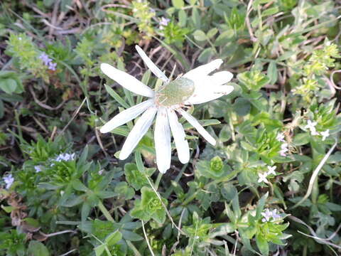 Anemone berlandieri Pritz. resmi