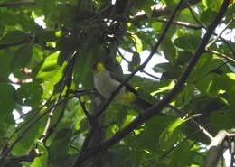 Image of Yellow-throated Bulbul