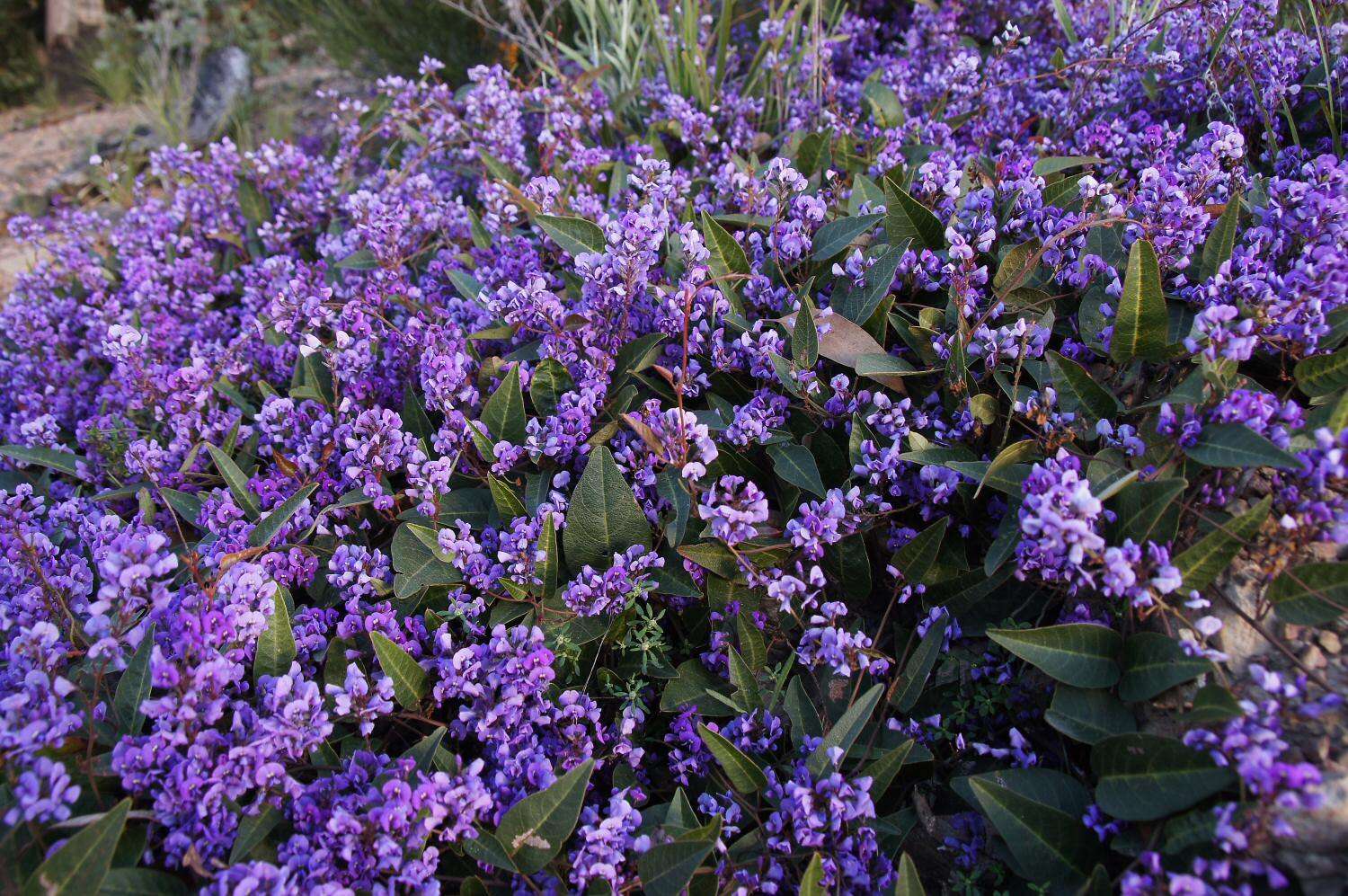 Hardenbergia violacea (Schneev.) Stearn resmi