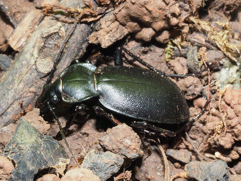 Image of Carabus (Procrustes) banonii Dejean 1829