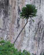 Image of Dracaena xiphophylla Baker