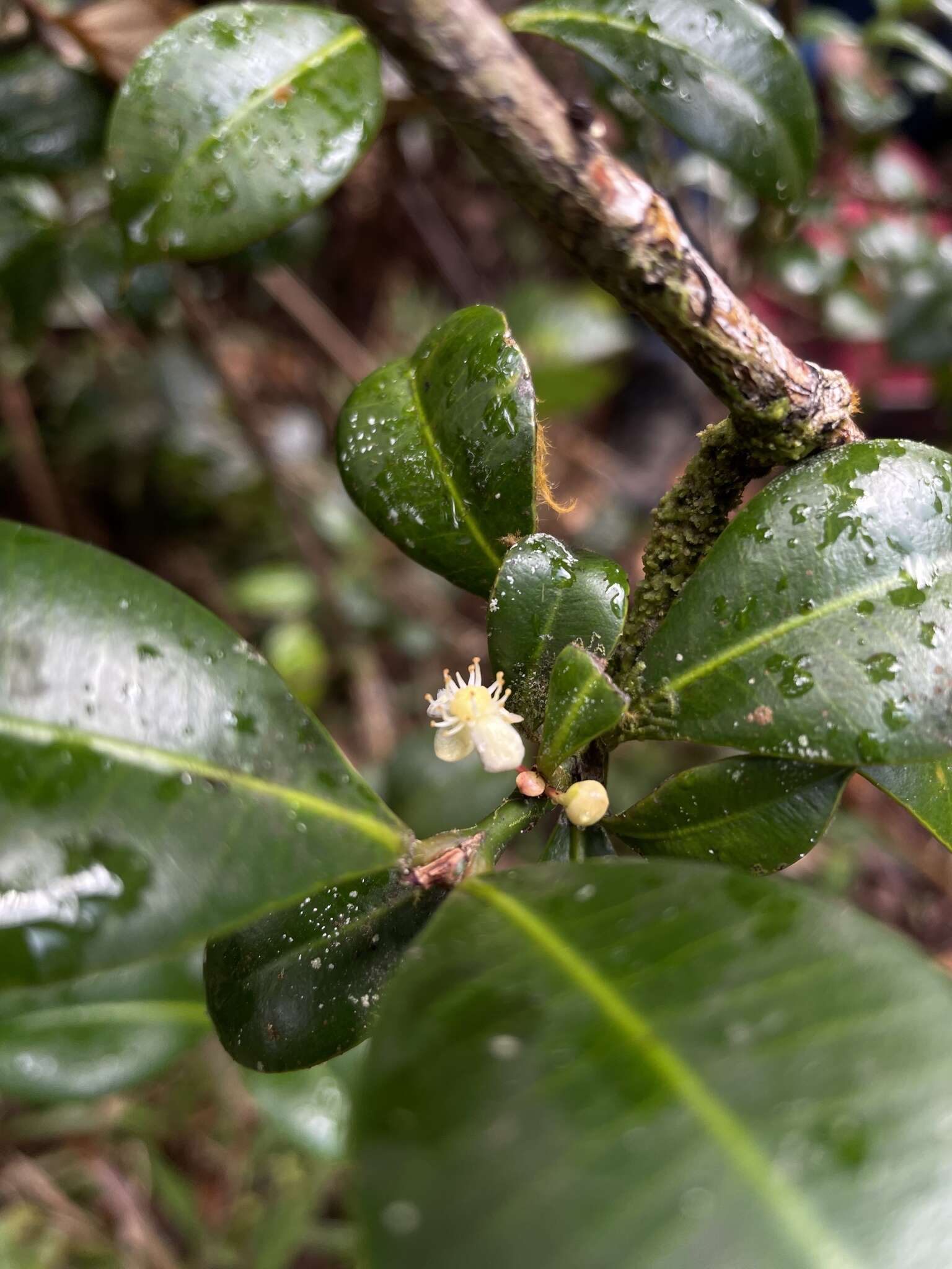 Слика од Garcinia portoricensis (Urb.) Alain H. Liogier