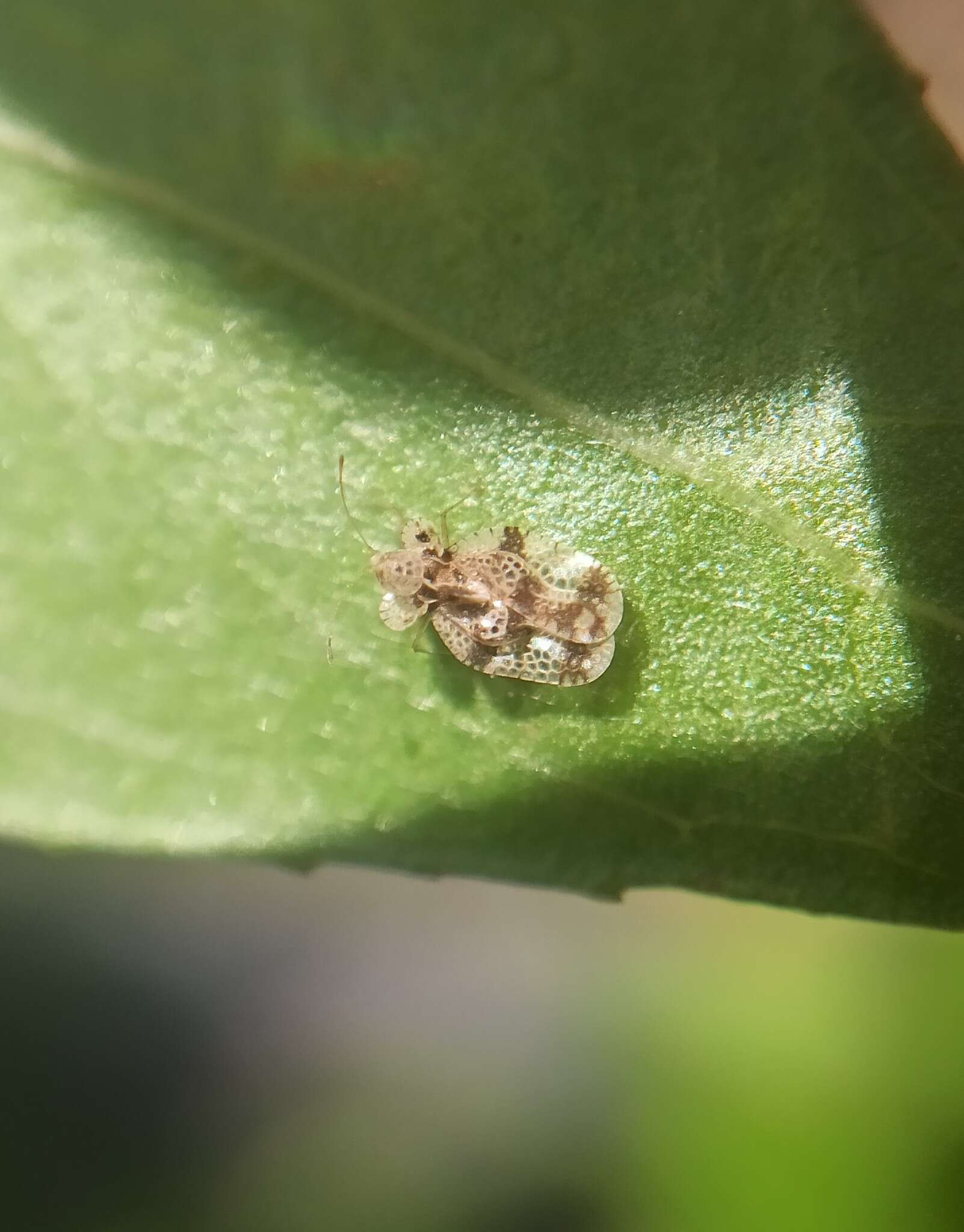 Image of Oak Lace Bug