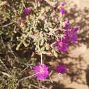 Image of Ruschia spinosa (L.) M. Dehn