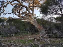 Image of Blakely's Red Gum